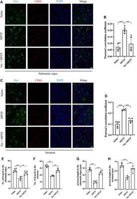 Nicotine alleviates MPTP-induced nigrostriatal damage through modulation of JNK and ERK signaling pathways in the mice model of Parkinson’s disease